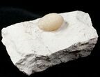 Eocene Aged Fossil Snake Egg - Bouxwiller, France #12965-1